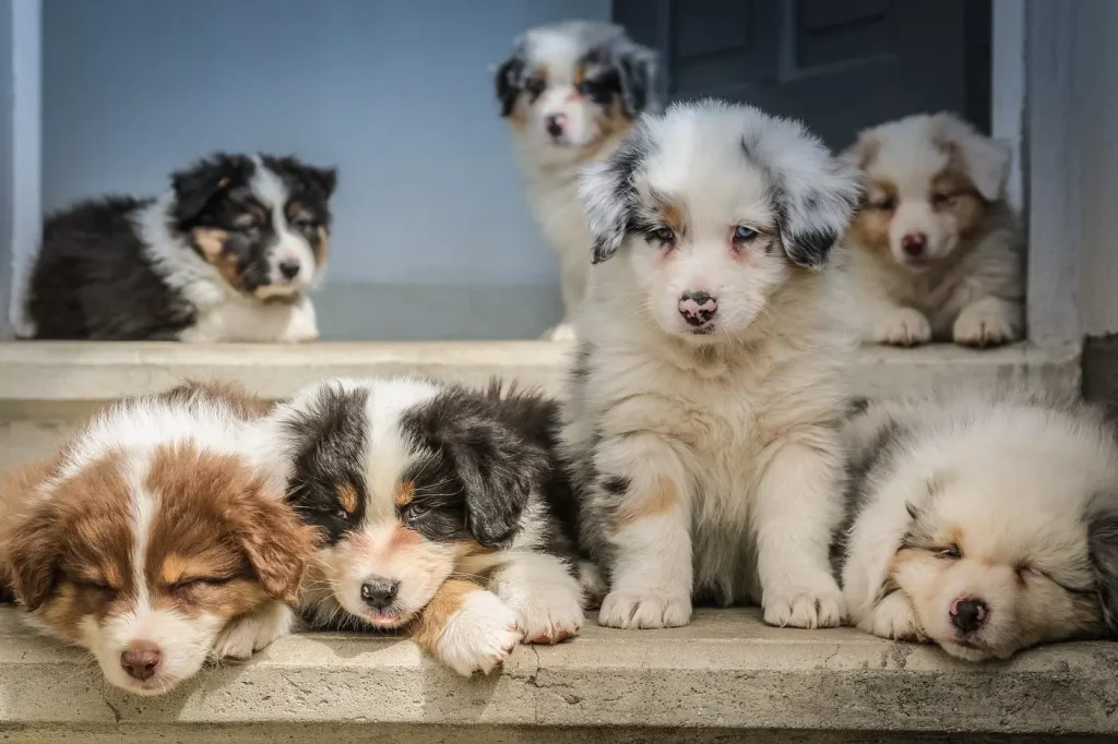 The Do's and Don'ts of Meeting and Evaluating Puppies for Sale