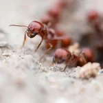 Effective Ant Control