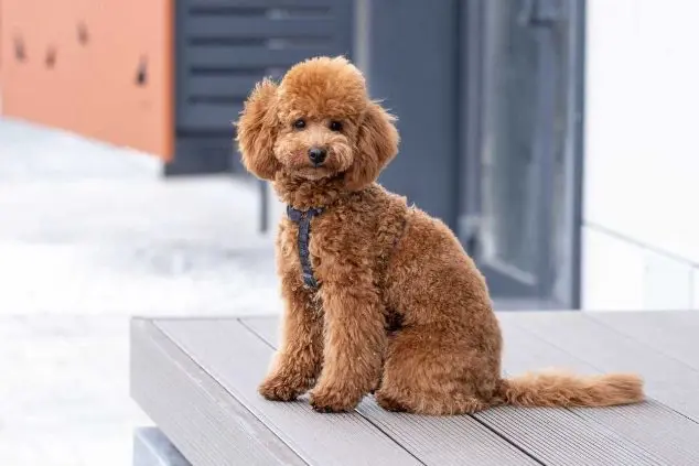 Toy Poodle Price in India