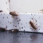 Common Household Pests