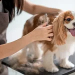 The Benefits of Regular Dog Grooming for Your Pet's Health