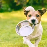 wainwrights dry dog food sheffield pets at home sheffield​